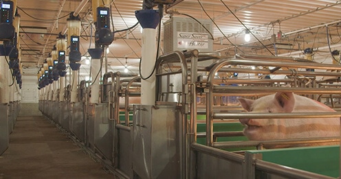 jyga-farrowing-solutions-gestal