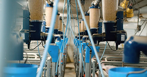jyga-gestation-solutions-farrowing