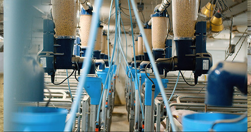 jyga-gestation-solutions-farrowing